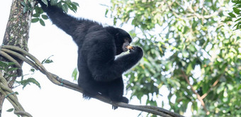siamang栖息在树上的black-furred吉本本地的森林印尼马来西亚泰国最大吉本斯siamang大小吉本斯