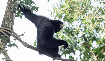 siamang栖息在树上的black-furred吉本本地的森林印尼马来西亚泰国最大吉本斯siamang大小吉本斯