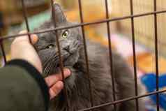 灰色的猫沐浴手男人。笼子里避难所兽医医院