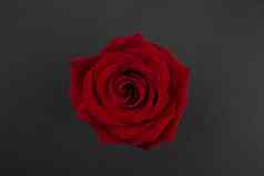 红色的玫瑰情人节一天