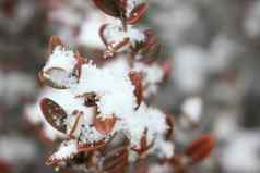雪叶子植物降雪冬天季节