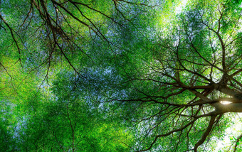 底视图树分支机构绿色叶子树热带森林阳光新鲜的环境公园绿色植物给氧气夏天花园森林树小叶子阳光明媚的一天