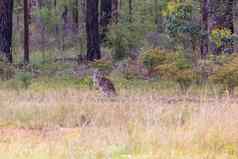 澳大利亚袋鼠放牧绿色场区域澳大利亚