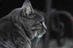 猫大头肖像视图一边隔离黑色的背景