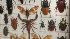 集合昆虫固定帆布昆虫学集合异国情调的甲虫固定帆布的名字物种