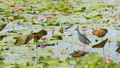西方Swamphen湖水百合粉红色的荷花悲观的水反映鸟迁徙鸟野生异国情调的热带池塘环境保护濒临灭绝的物种