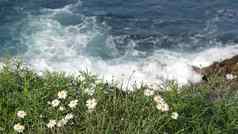 简单的白色牛眼菊雏菊绿色草太平洋海洋溅波野花陡峭的悬崖温柔的marguerites布鲁姆水域边缘小艇湾三迭戈加州美国