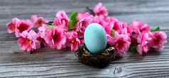 选择焦点站蓝色的蛋巢明亮的春天粉红色的樱桃花朵乡村木背景