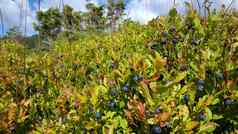 蓝莓盖郎厄尔峡湾国家公园