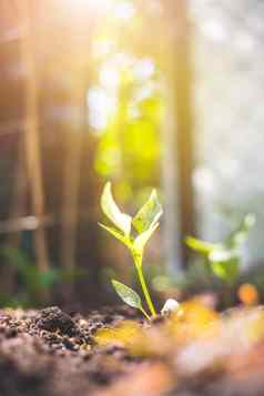 可持续发展的增长概念新鲜的幼苗富有成果的土壤