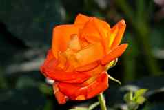 橙红色克里米亚玫瑰夏天温暖的一天背景绿色植被