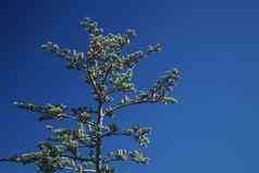 雪松王者世界树背景蓝色的天空