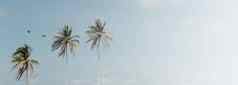 最小的热带椰子棕榈树夏天天空背景Copyspace把文本