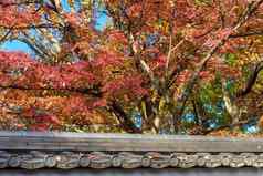 美丽的自然色彩鲜艳的叶子日本传统的屋顶秋天季节《京都议定书》日本吸引力具有里程碑意义的旅游《京都议定书》日本
