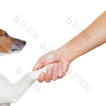 狗老板握手