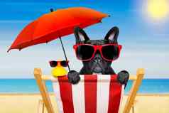 狗海滩椅子夏天