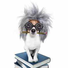 聪明的聪明的狗书