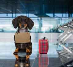 狗机场终端假期准备好了运输盒子