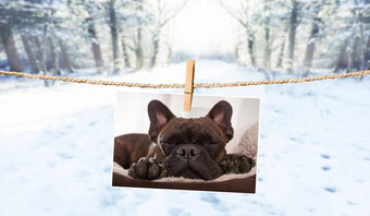 可爱的照片狗字符串冬天