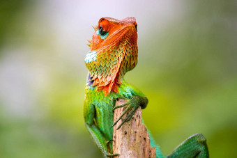 绿色花园蜥蜴显示拍的休息木波兰好奇的蜥蜴相机想知道头高傲慢的<strong>顽固</strong>的的态度色彩斑斓的多变的明亮的皮肤额