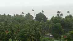 pabuk台风海洋海海岸泰国自然灾难眼壁飓风强大的极端的强热带风暴风摇摆棕榈树热带洪水雨季节重热带风暴天气雷雨