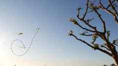 色彩斑斓的风筝飞行蓝色的天空树内河码头玛丽娜公园三迭戈加州美国孩子们多彩色的玩具滑翔空中风象征童年夏季休闲活动