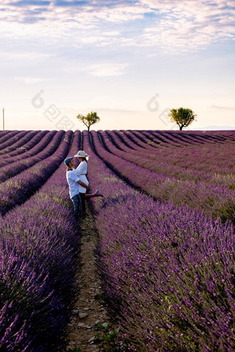 普罗旺斯薰衣草场日落瓦朗索高原普罗旺斯法国盛开的薰衣草字段