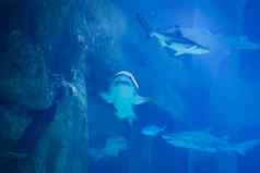 巨大的热带鲨鱼蓝色的水鲨鱼水族馆