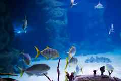 热带鱼背景珊瑚蓝色的海水珊瑚鱼