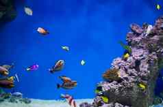 群色彩斑斓的热带鱼背景珊瑚礁珊瑚异国情调的鱼蓝色的水