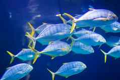 群大热带海洋鱼水下世界