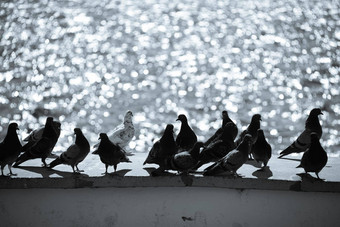 白色在哪里黑色的鸽子坐着