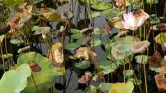 绿色黄色的莲花叶子高阀杆种子悲观的水湖池塘沼泽佛教徒象征异国情调的热带叶子纹理摘要自然黑暗植被背景模式