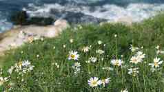 简单的白色牛眼菊雏菊绿色草太平洋海洋溅波野花陡峭的悬崖温柔的marguerites布鲁姆水域边缘小艇湾三迭戈加州美国