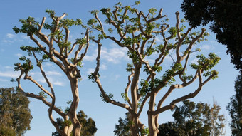 大奇怪的珊瑚树内河码头玛丽娜公园号航空母舰中途公约中心海港村三迭戈加州美国大不寻常的奇怪的树无条件的<strong>投降</strong>雕像