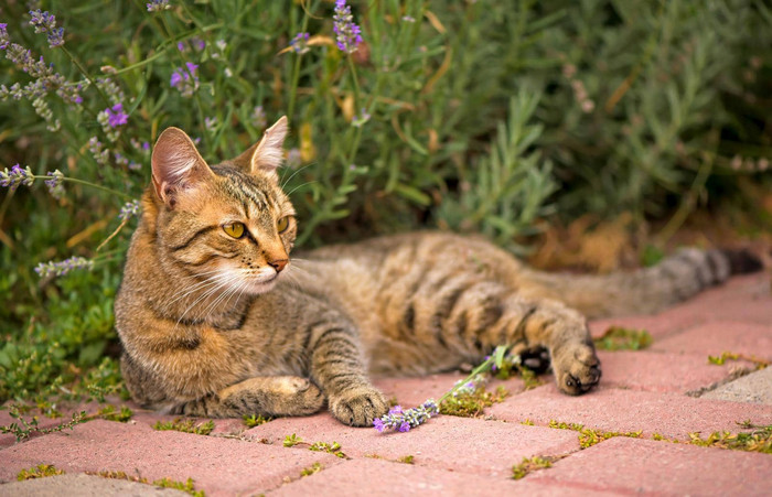 灰色的猫绿色眼睛坐着猫房子毛茸茸的猫美丽