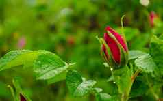 红色的玫瑰花玫瑰花园软焦点玫瑰花玫瑰花园雨滴空间文本