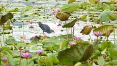 西方Swamphen湖水百合粉红色的荷花悲观的水反映鸟迁徙鸟野生异国情调的热带池塘环境保护濒临灭绝的物种