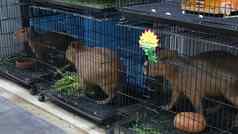 Capybaras小笼子里市场可爱的Capybaras被困小笼子里宠物部分查图恰克市场曼谷泰国