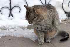 关闭小灰色的条纹猫坐着冷冬天下了雪院子里