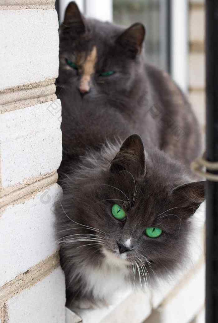 关闭灰色的毛茸茸的猫明亮的绿色眼睛窗口