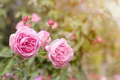 花园玫瑰布鲁姆特写镜头模糊背景粉红色的玫瑰花朵布什夏天玫瑰花花朵花园公园盛开的花夏天花园