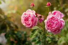 花园玫瑰布鲁姆特写镜头模糊背景粉红色的玫瑰花朵布什夏天玫瑰花花朵花园公园盛开的花夏天花园