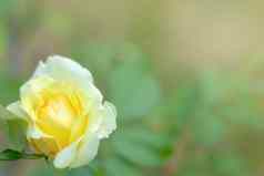 花园玫瑰布鲁姆特写镜头模糊背景黄色的白色玫瑰花朵布什夏天玫瑰花花朵花园公园盛开的花夏天花园