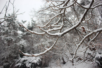 雪地面树分支机构冬天降雪季节
