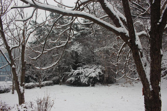 雪地面树分支机构冬天降雪季节