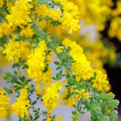 黄色的金合欢花朵春天小花分支
