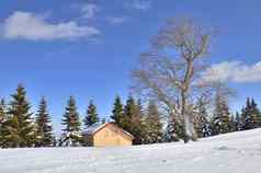 雪景观木房子绿色松