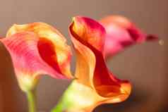 花束美丽的新鲜的马蹄莲花红橙色百合