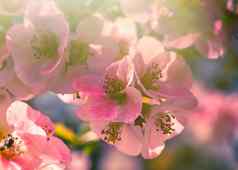 粉红色的花瓣春天花长分支机构